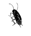 Blackroach