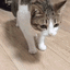 Cat Dead