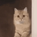 Cat Leave