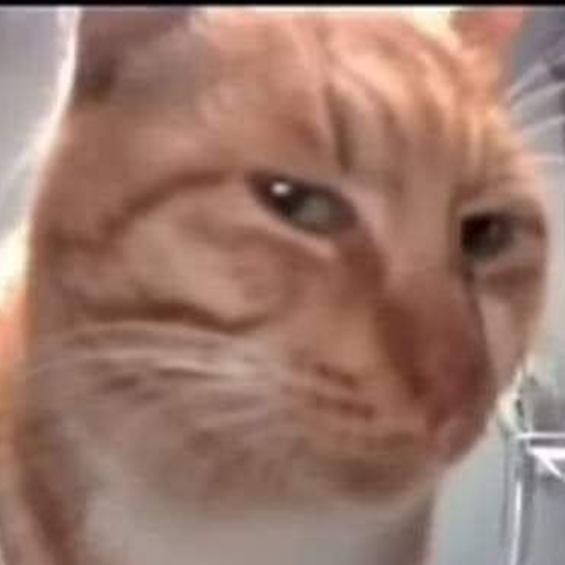 Cat Sus
