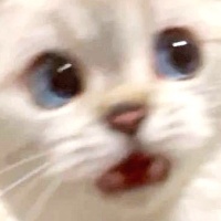 Cat Whaaa