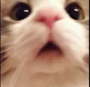 Cat Wtf