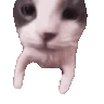 Catkiss2