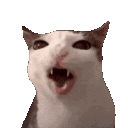 Cronchycat