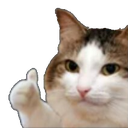 Okcat