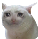 Sad Cat