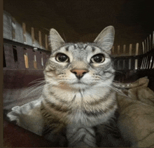 Staring Cat