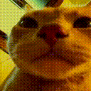 Vibecat